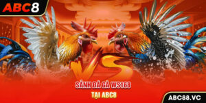 sanh-da-ga-ws168-tai-abc8